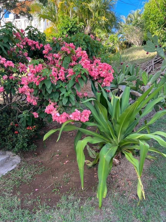 Chez Emmanuel Appartement Gros-Islet Buitenkant foto