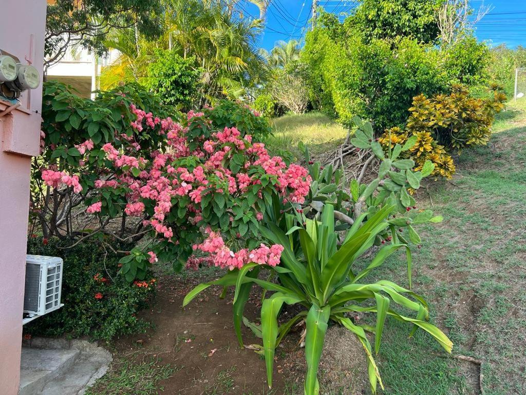 Chez Emmanuel Appartement Gros-Islet Buitenkant foto